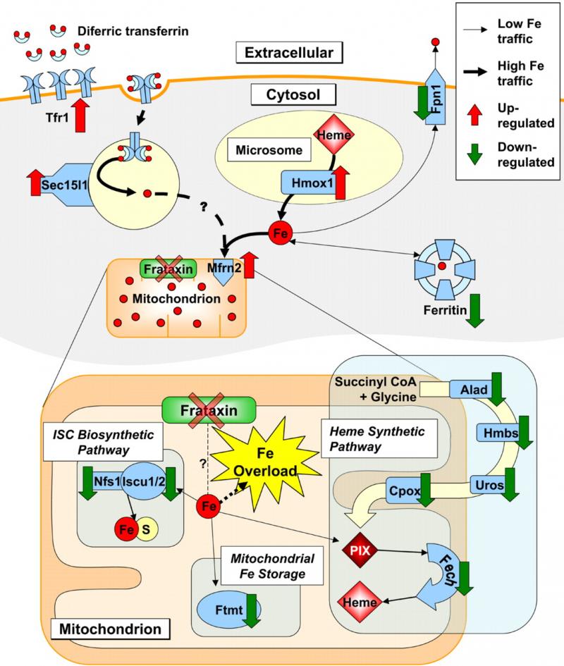 FRIEDREICH'S ATAXIA