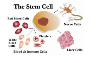 stem cell