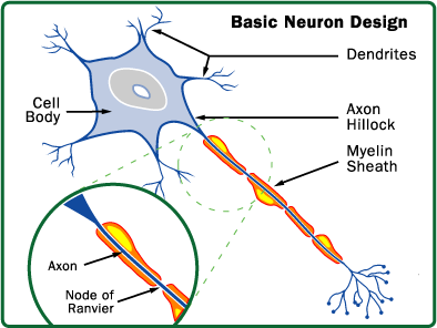 myelin 
