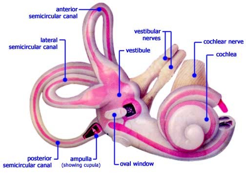 inner ear