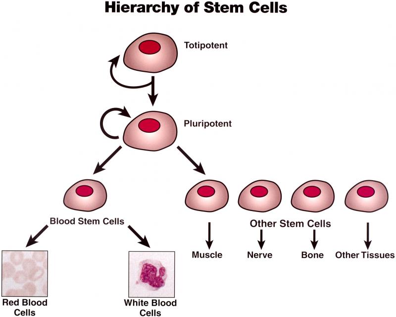 STEM CELLS