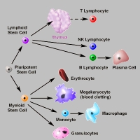 stem cells