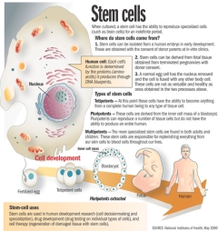 stem cell
