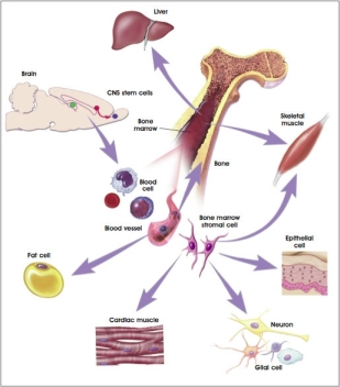 STEM CELL